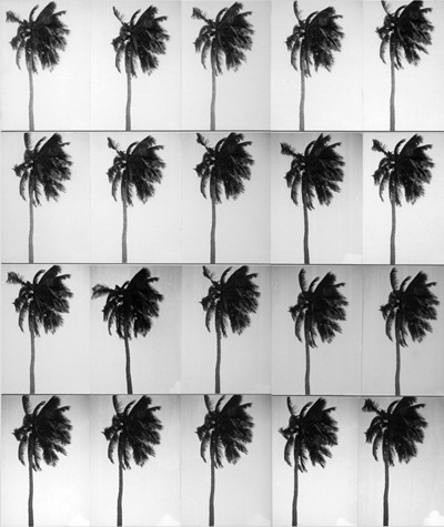 Palm Trees